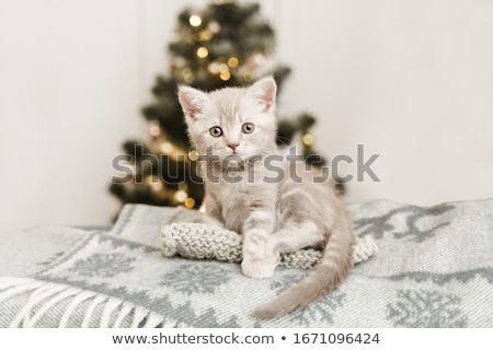 Stock photo: Little Funny Kitten On Knitted Plaid
