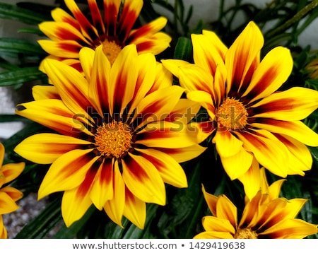 Stock photo: Gazania