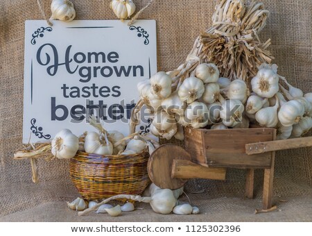 Foto stock: Garlic Cloves In A Miniature Wheelbarrow