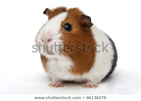 ストックフォト: Small Colored Guinea Pig