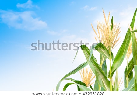 Stock photo: Green Ears Of Corn From The Field