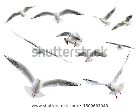 Foto stock: Flying Seagull