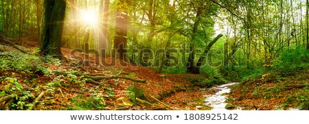 Foto stock: Brooks In The Forest