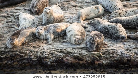 California Harbor Seals Phoca Vitulina Resting On A Rock Wilder Ranch State Park California Usa Foto stock © yhelfman