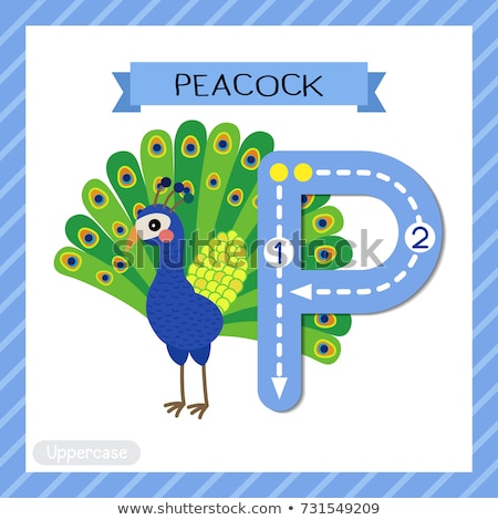 ストックフォト: Flashcard Letter P Is For Peacock