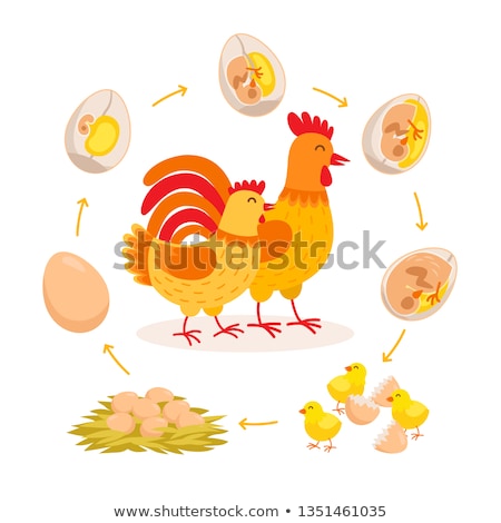 Stock photo: Bird Embryo