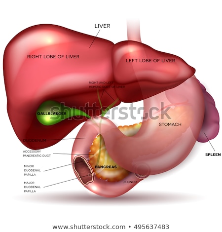 Stock fotó: Liver Stomach Pancreas Gallbladder And Spleen Detailed Anatom