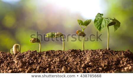 Foto stock: From Seeds Grown Young Seedlings