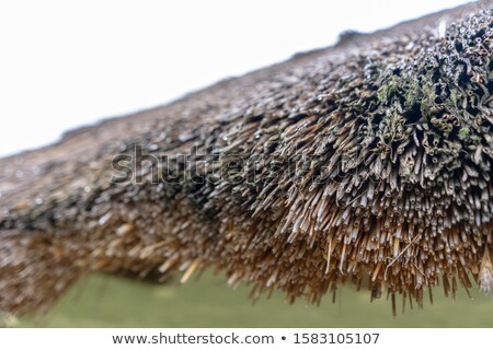 Сток-фото: Straw Roof Of House