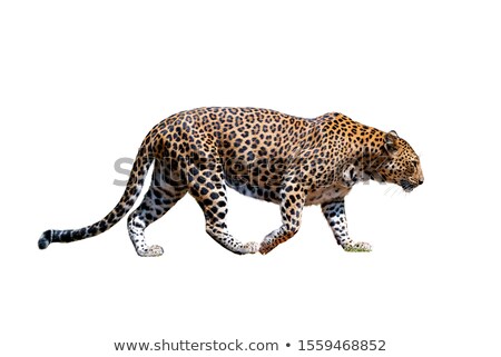 [[stock_photo]]: Leopard Jaguar Or Panther