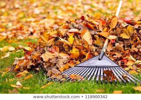 [[stock_photo]]: Raking Fall Leaves In Garden Yard