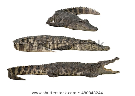 Stock fotó: Crocodile Carnivore Amphibians