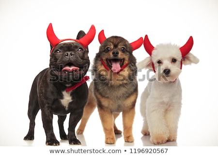 Foto stock: 3 Adorable Little Dogs Wearing Devil Costume For Halloween