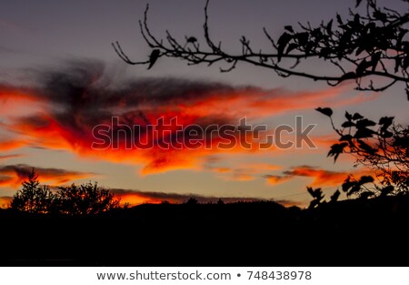 Сток-фото: Eerie Silhouette Forest In Orange Night Sky