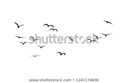 Stock fotó: Birds