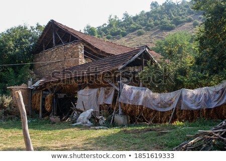 Zdjęcia stock: Traditional Tobacco Drying In Tent