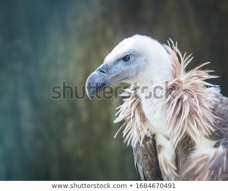 Foto stock: Griffon Vulture