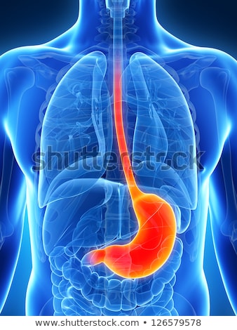 Foto d'archivio: 3d Rendered Illustration Of The Male Stomach