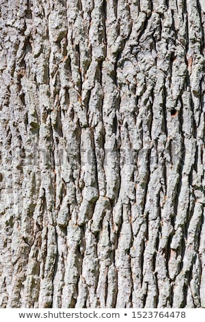 Stock photo: Harmonic Pattern Of Oak Trees In The Forest