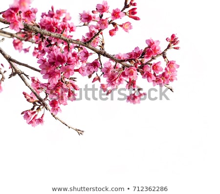 Stock photo: Wild Cherry Blossoms