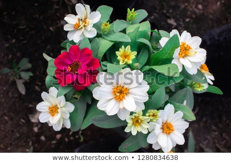 Stock fotó: Zinnia Angustifolia Flowers