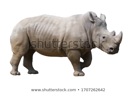 Stock photo: Rhinoceros
