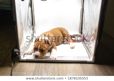 Stock foto: Amstaff Portrait In A White Photo Studio