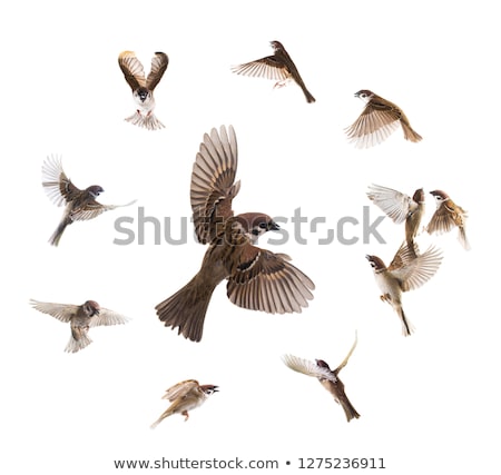 Stockfoto: Flying Sparrow