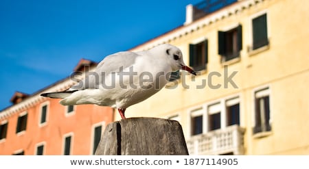 Stock photo: Young Brown Seagull On Beach With Sea