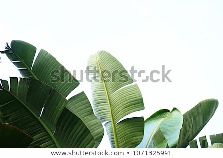 Stockfoto: A Coconut And Palm Green Leaf On A Blue Background With Copy Spa