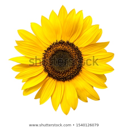 Foto d'archivio: Sunflowers On White