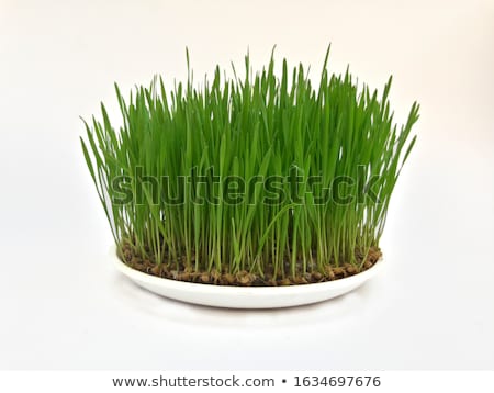 Stok fotoğraf: New Green Grass