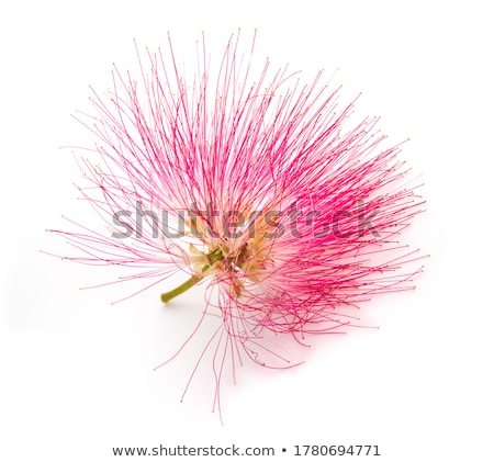 Stock photo: Albizia Julibrissin Silk Tree In Blossom