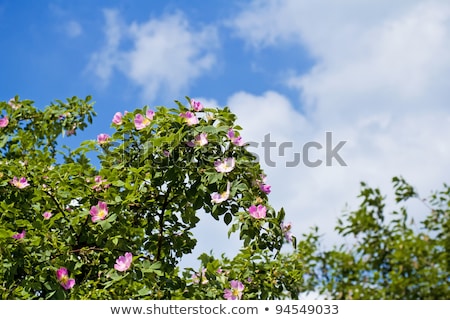 Zdjęcia stock: Blossom Detail Of Fructus Cynosbati