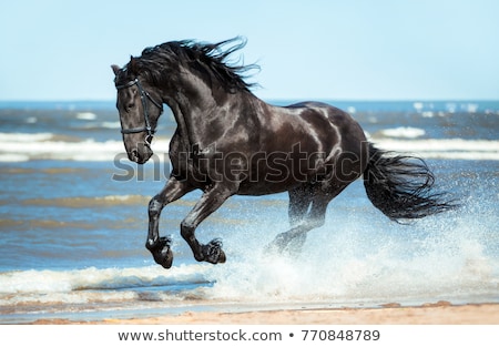 Stockfoto: Horse Galloping