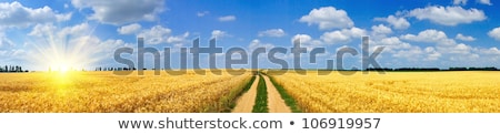 Stockfoto: Sunbeam On Golden Corn In Field