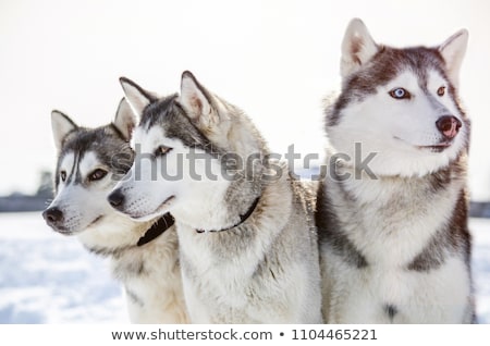 ストックフォト: Sledding Dogs In The Kennel