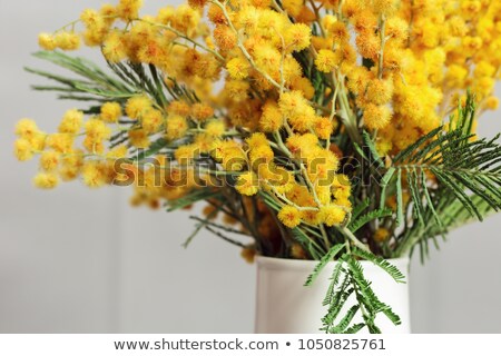 Stock fotó: Branch Of Spring Mimosa