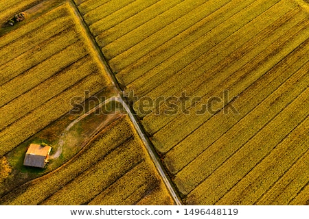 Stock photo: Aerial View Of Sunflower Field In Summer Sunset