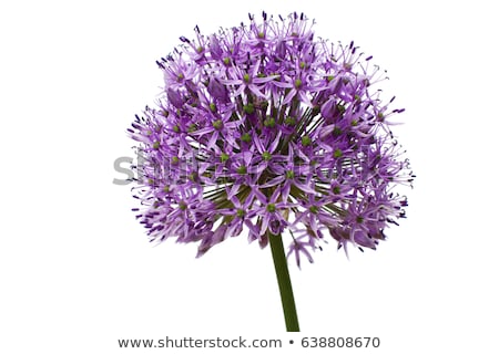 Stock fotó: Close Up Of Purple Allium Flower