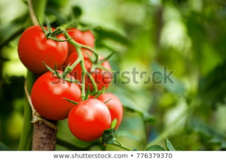Stockfoto: Tomato Plant