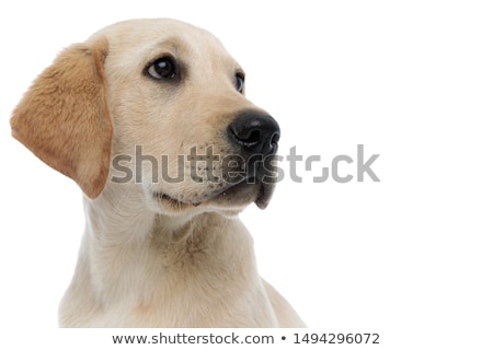 Zdjęcia stock: Cute And Sad Golden Retriever Looks Up To Side