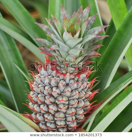 Foto stock: A Red Pineapple Growing At The Plantation Malaysia