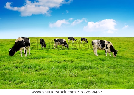 [[stock_photo]]: Black Cow On The Green Field