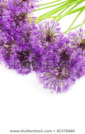 Foto stock: Bouqet Of Allium Isolated On White