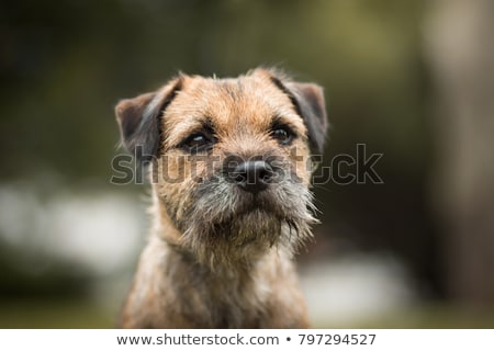 Stock photo: Border Terrier