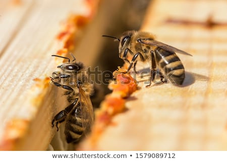 Stockfoto: Propolis