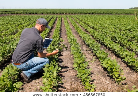 Stockfoto: Agronomist With Tablet Computer In Corn Field