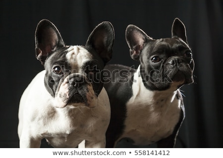 Stock photo: Two Bulldogs Sitting In A Black Photo Studio