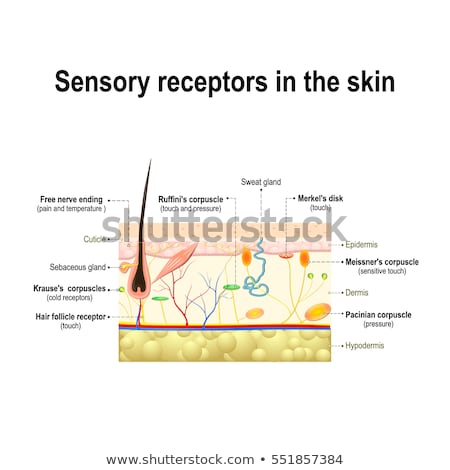 Foto stock: Sensory Receptors In The Skin